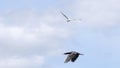 black bird flying slow motion, cormorant