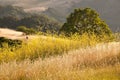 Black bird in golden wildflower field