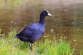 Black bird in a green grass under the rain Royalty Free Stock Photo