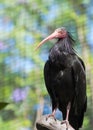 Black bird ibis emerita