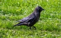 Black bird jackdaw on green summer grass