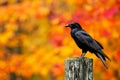 A black bird, likely a crow, is sitting atop a wooden post against a backdrop of nature, Crow sitting on a fence post with a