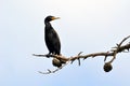 A black bird with an orange beak named Cormorant sitting on a dead branch of a tree.