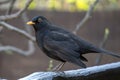 Black bird with orange beak perches on wooden railing surrounded by green foliage in soft lighting Royalty Free Stock Photo