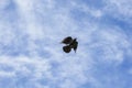 Black bird with outstreched wings is flying on sky with white foggy clouds Royalty Free Stock Photo