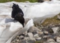 Black bird pecking at iceberg at Mount Baker Snoquamish Artist Point