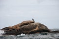 Black bird perched on the rock in the sea on a gloomy day