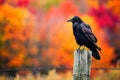 A black bird perched on top of a wooden post against a clear sky, Crow sitting on a fence post with a backdrop of fall colors