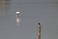 Black bird perched on a wooden pole in a lake with a wading flamingo in the distance Royalty Free Stock Photo