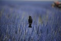 Black bird perches gracefully on wire amidst endless blue