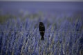 Black bird perches gracefully on wire amidst endless blue