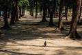 Black bird in pine forest