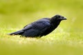 Black bird raven in the green grass. Feeding scene from nature. Black bird from Germany. Bird with food. Meadow with raven. Wildli Royalty Free Stock Photo