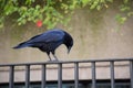 Black bird raven sitting on fence looking down