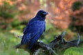 Black bird raven sitting on the tree trunk in the forest nature habitat, animal in autumn wood, dark plumage and big bill, Finland