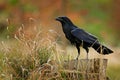 Black bird raven sitting on the tree trunk with grass in the forest. Wildlife scene from nature. Animal in the forest habitat.