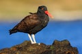 Black bird with red bill. Blakish oystercatcher, Haematopus ater, with oyster in the bill, black water bird with red bill. Bird fe Royalty Free Stock Photo