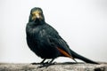 A black bird redwing starling at Table Mountain in Cape Town, Southafica