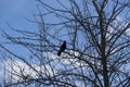 A black bird rook sits on a tree branch. Royalty Free Stock Photo