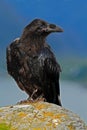 Black bird on the sea rocky coast. Black bird raven, Corvus corax, sitting on the grey stone with yellow moss. Raven on the yellow Royalty Free Stock Photo