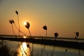 Black flowers silhouette in reverse light at sunset sunset with herons Royalty Free Stock Photo