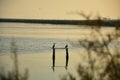 Black bird silhouette in reverse light at sunset sunset with herons Royalty Free Stock Photo