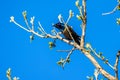 Black bird silky blue trimmings in the neck region possiblly The black-bellied starling Notopholia corusca is a species of starl