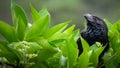 Black Bird Similar To A Crow Is Posing In Profile On The Top Of A Shrub Of Green Leaves