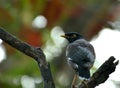 Black bird siting on a wooden hinge