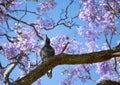 A black bird sits on a branch of a blooming purple jacaranda against a background of flowers and blue sky Royalty Free Stock Photo