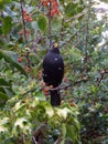 Beautiful Blackbird on branch with red winter berries