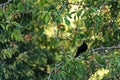 A black bird sits on a cherry tree and chirps. Royalty Free Stock Photo