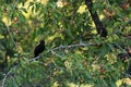 A black bird sits on a cherry tree and chirps. Royalty Free Stock Photo