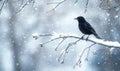 A black bird is sitting on a branch covered in snow Royalty Free Stock Photo