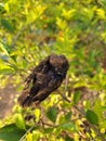 black bird sitting on a branch Royalty Free Stock Photo