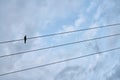 Black bird sitting on electric cable Royalty Free Stock Photo