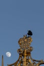 Black bird sitting on ornate lamp post in Brighton with the moon as  a backdrop Royalty Free Stock Photo