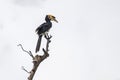 a black bird sitting on top of a bare tree branch Royalty Free Stock Photo