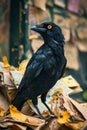 A black bird sitting on top of a pile of papers. Generative AI Royalty Free Stock Photo