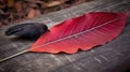 a black bird sitting on top of a red leaf on a table Royalty Free Stock Photo