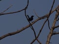 Black bird sitting on tree branch twig