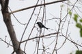 A black bird is sitting on the tree