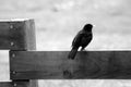 Black bird small sitting standing purchased on a fence watching