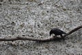 Crow looking for food in a messy place