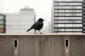 a black bird standing on a ledge in front of a city Royalty Free Stock Photo