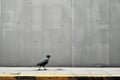 a black bird standing on a sidewalk in front of a gray wall