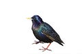 Black bird Starling spring standing on white isolated background Royalty Free Stock Photo