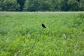 Black bird on stick Royalty Free Stock Photo