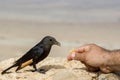 Black bird at the stone and is feeded by men`s hand with bread rusk Royalty Free Stock Photo