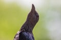 Black bird with a stretched neck on a green background